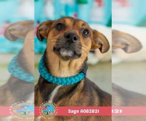 Dachshund-Unknown Mix Dogs for adoption in Mobile, AL, USA