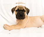 Small Photo #1 Presa Canario Puppy For Sale in CHICAGO, IL, USA