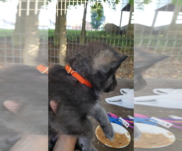 Medium Photo #3 German Shepherd Dog-Wolf Hybrid Mix Puppy For Sale in DALTON, OH, USA