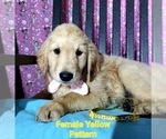 Small Photo #6 Golden Retriever Puppy For Sale in SACRAMENTO, CA, USA