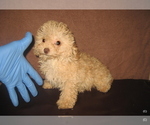 Small Poodle (Toy)