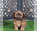 Small #1 Yorkiepoo mix (+ Poodle Toy)