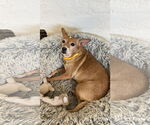 Small #1 Chihuahua Mix