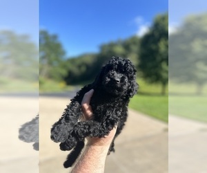 Goldendoodle (Miniature) Puppy for sale in BOSCOBEL, WI, USA