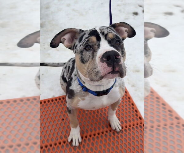 Medium Photo #2 Mutt Puppy For Sale in Bemidji, MN, USA