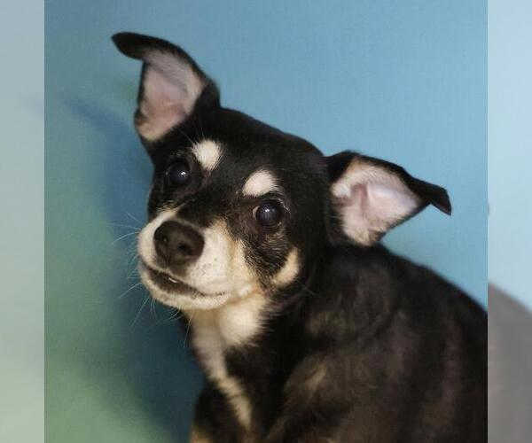 Medium Photo #1 Chihuahua-Unknown Mix Puppy For Sale in San Antonio, TX, USA