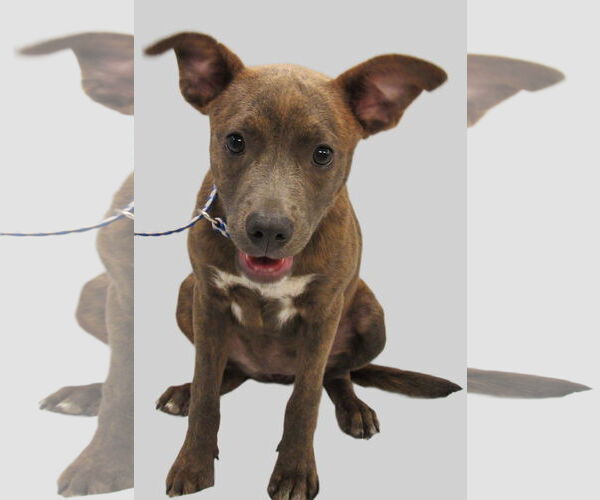 Medium Photo #1 Mutt Puppy For Sale in Conroe, TX, USA