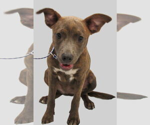 Mutt Dogs for adoption in Conroe, TX, USA