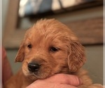 Small #28 Golden Retriever