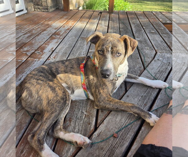 Medium Photo #14 Mutt Puppy For Sale in Fargo, ND, USA