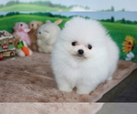 Small Photo #7 Pomeranian Puppy For Sale in DALLAS, TX, USA