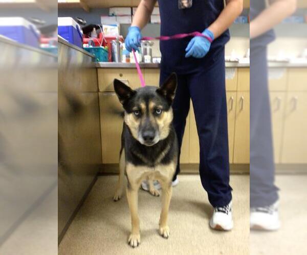 Medium Photo #1 Gerberian Shepsky Puppy For Sale in Riverside, CA, USA
