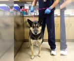 A1940817 - Male Gerberian Shepsky Dog for Adoption - Small photo