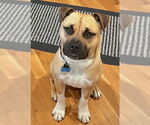 Small #5 Black Mouth Cur Mix