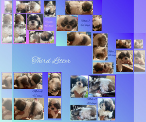 Shih Tzu Puppy for sale in BRADENTON, FL, USA