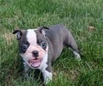 Small #8 Faux Frenchbo Bulldog