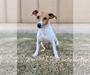 Jack Russell Terrier-Unknown Mix Dogs for adoption in PIPE CREEK, TX, USA