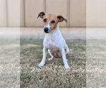 Hannah - Female Jack Russell Terrier-Unknown Mix Dog for Adoption - Small photo