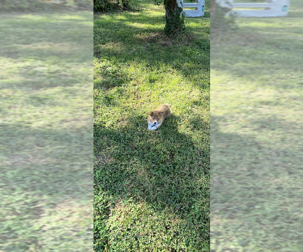 Medium Photo #5 Pembroke Welsh Corgi Puppy For Sale in INDEPENDENCE, MO, USA