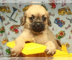 Pug-A-Poo Puppy for sale in SHAWNEE, OK, USA