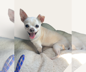 Chihuahua-Unknown Mix Dogs for adoption in Rockville, MD, USA