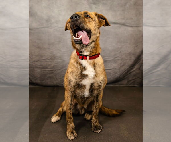 Medium Photo #2 German Shepherd Dog-Great Pyrenees Mix Puppy For Sale in Clinton, OK, USA