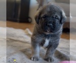 Small Photo #30 Mastiff-Pyrenean Mastiff Mix Puppy For Sale in RHOME, TX, USA