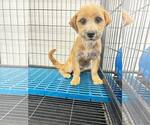 Small #6 Mutt