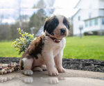 Small #2 Saint Bernard