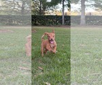 Small #2 Mutt