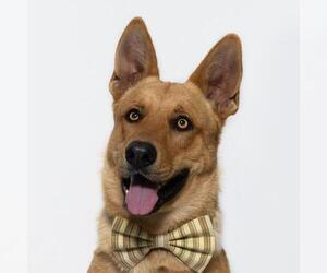 German Shepherd Dog Dogs for adoption in Santa Maria, CA, USA