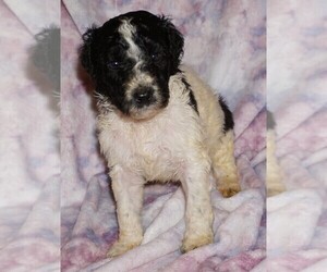 Labradoodle Puppy for sale in LA HABRA, CA, USA