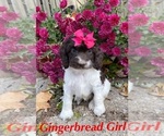 Small Photo #3 Cockapoo Puppy For Sale in BELDING, MI, USA