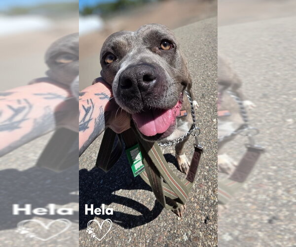 Medium Photo #2 Mutt Puppy For Sale in Monte Vista, CO, USA