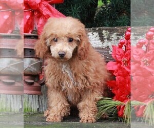 Poodle (Miniature) Puppy for sale in FREDERICKSBURG, OH, USA