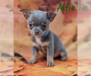 Chihuahua Puppy for sale in HOMERVILLE, GA, USA