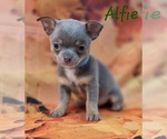 Small Chihuahua