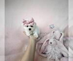 Puppy Puppy 2 Maltese