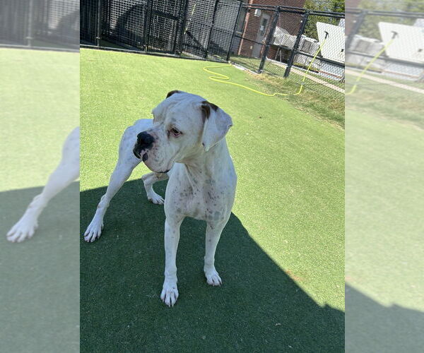 Medium Photo #2 Boxer Puppy For Sale in Austin, TX, USA