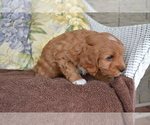 Small Photo #7 Cavapoo Puppy For Sale in GREENWOOD, WI, USA