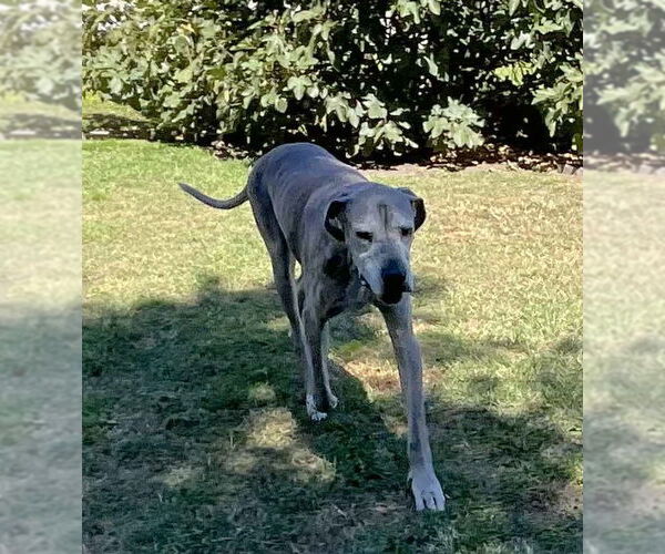 Medium Photo #5 Great Dane Puppy For Sale in Huntersville, NC, USA