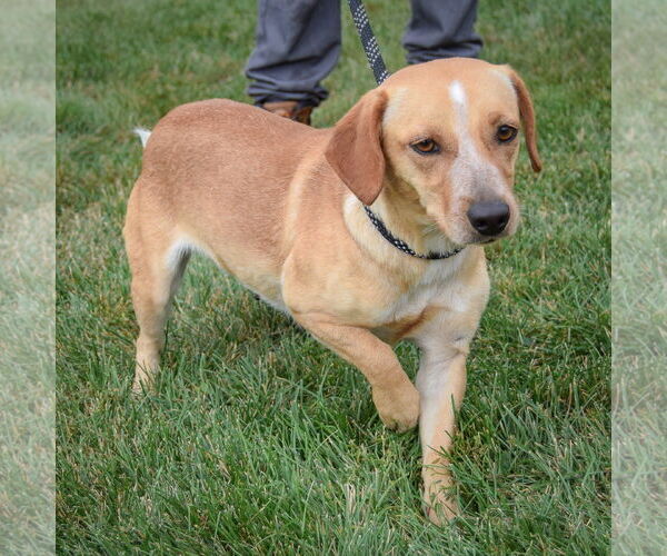 Medium Photo #4 Doxle Puppy For Sale in Huntley, IL, USA