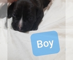 Small Photo #2 American Staffordshire Terrier Puppy For Sale in COLUMBUS, OH, USA