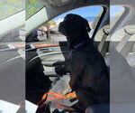 Small #1 American Staffordshire Terrier-Labrador Retriever Mix