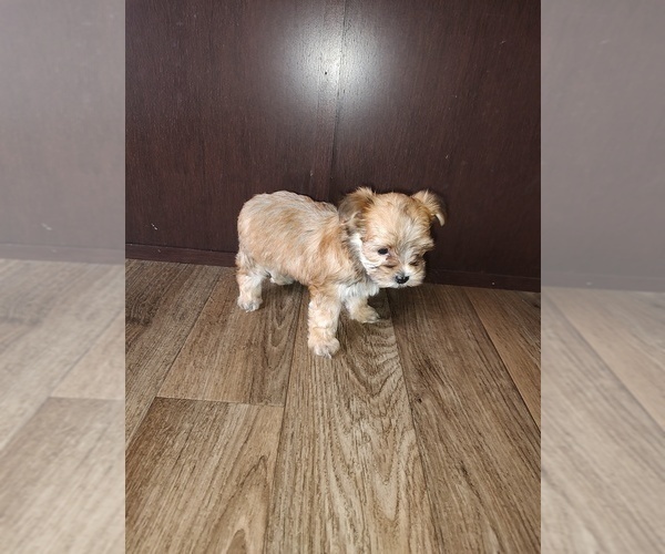 Medium Photo #7 Yorkshire Terrier Puppy For Sale in LAPEER, MI, USA