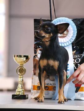 Medium Photo #1 Russian Toy Terrier Puppy For Sale in GAITHERSBURG, MD, USA