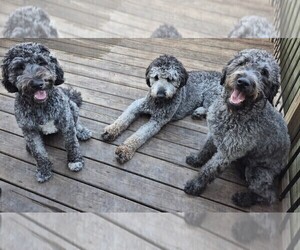 Labradoodle Puppy for Sale in CHICAGO, Illinois USA