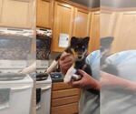 Puppy Darcy Collie