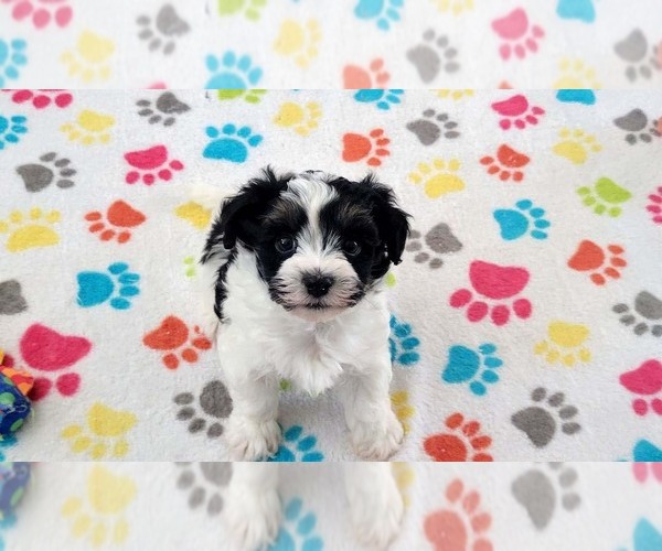 Medium Photo #8 Havashire Puppy For Sale in ORO VALLEY, AZ, USA