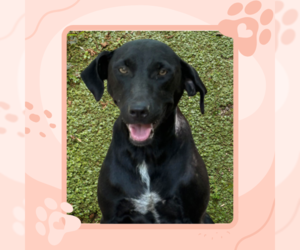 Labrador Retriever-Unknown Mix Dogs for adoption in Tuscaloosa, AL, USA